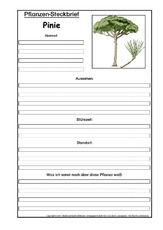 Pflanzensteckbrief-Pinie.pdf
